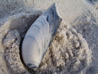 Seashell in the Sand