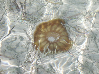 Sea Creature