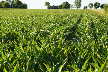 Corn field in the evening sun in the background of rural buildings