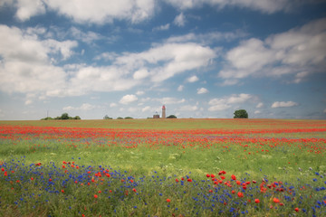 Kap Arkona mit Mohnfeld