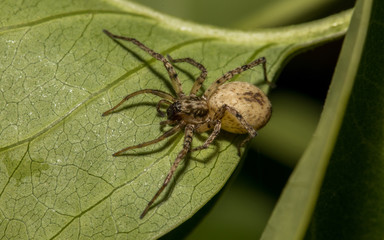 Spinne auf der Lauer