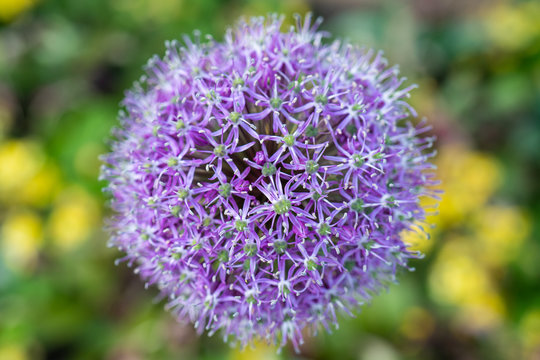 Close up view of a vibrant Allium Globemaster flower