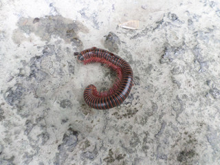 single worm