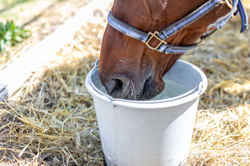 Beautiful brown thoroughbred horse drinking water from bucket. Thirst during hot summer day....