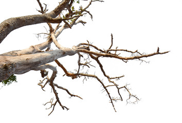 Dead tree isolated on white background.