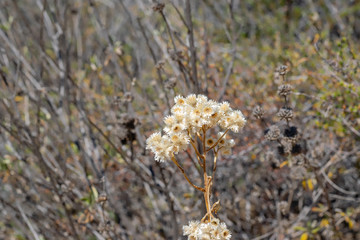 Isolated small white desert flowers bloom in nature on hot summer morning