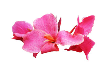 Iris flowers with petals of bright pink color, isolated image on a white background.