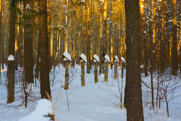 Fototapeta premium A row of pillars in the winter forest.