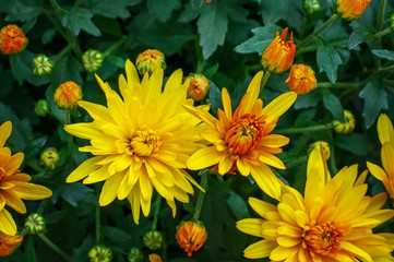 Yellow chrysanthemums on the Bush.
