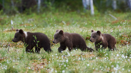 Obraz na płótnie Canvas Three bears 8Ursus arctos) cubs walking
