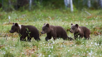 Fototapeten Three bears 8Ursus arctos) cubs walking © lucaar