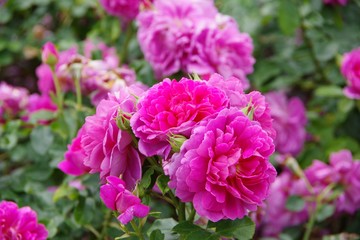 pink roses in the garden