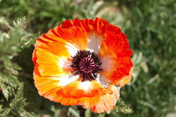 Red poppy close-up.