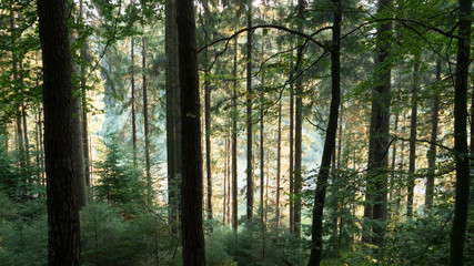 Obraz premium Photographed in a forest. Several trees