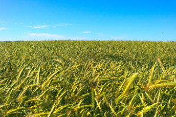 Green-yellow ears of rye.