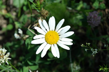 Fototapeta premium White chamomile close-up.