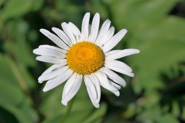 White chamomile close-up.