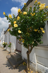 gelbe Rosen am Stamm in der Rosenstadt Putbus auf Rügen