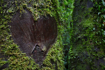 Love heart on tree
