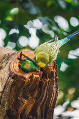 Budgerigars sitting in the nest, Melopsittacus undulatus