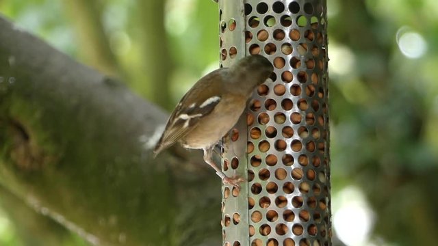 Female Chaffinch, Fringilla coelebs, video on a peanut feeder in England, UK - HD video