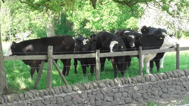Cows in a field in Staffordshire