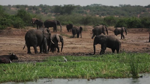 A large herd of elephants try to keep cool in the Safari