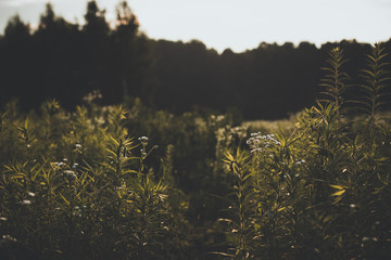 soft focus deep high green grass nature landscape concept 
