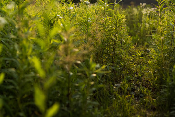 soft focus deep high green grass nature landscape concept 