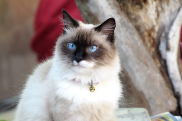 Blue Eyes Olhos azuis 