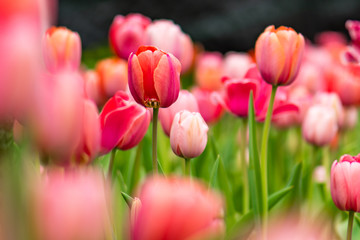 pink tulips