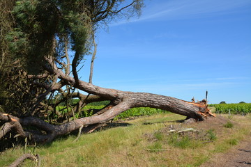 Le célèbre pin parasol à terre