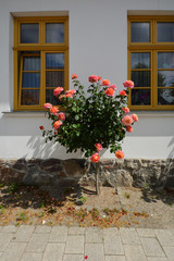 Fototapeta na wymiar Rosen in der Rosenstadt Putbus auf Rügen