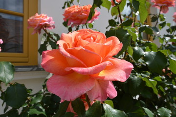 Rosen in der Rosenstadt Putbus auf Rügen