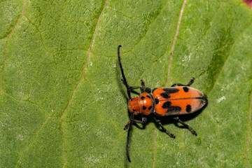 Red Milkweed Beetle (Tetraopes tetrophthalmus)