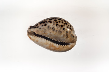 shell, sea, isolated, seashell, white, nature, beach, cowrie, ocean, shells, mollusk, animal, marine, brown, aquatic, object, conch, tropical, seashells, shellfish, collection, water, cockleshell, lif