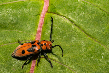 Red Milkweed Beetle (Tetraopes tetrophthalmus)