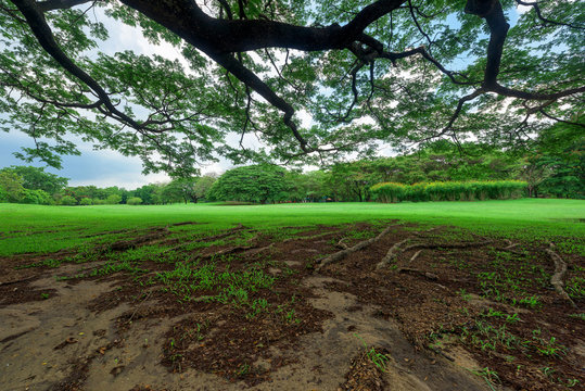 Beautiful Albizia saman tree, landscape in park with green grass field.