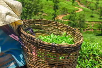 Green tea leaves in a tea plantation.