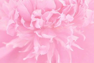 Obraz na płótnie Canvas Pink petals with blurred focus