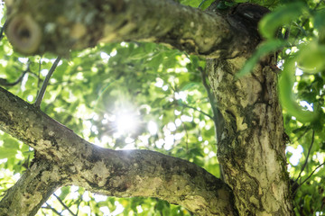 Fototapete bei efototapeten.de bestellen   