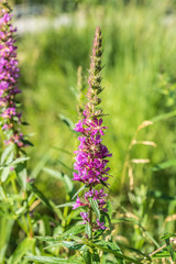 Gewöhnlicher Blutweiderich