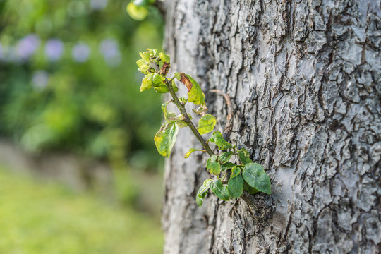 Apfelbaum Zweig