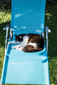 S&uuml;&szlig;e Katze im Liegestuhl
