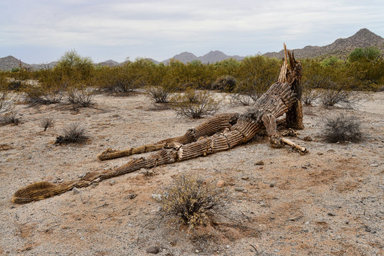 Dead and fallen Saguaro Sonora Desert Arizona