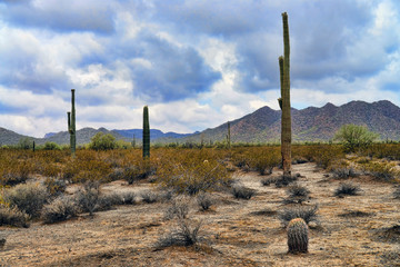 Sonora Desert Arizona © Paul Moore