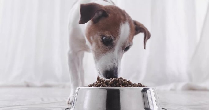 Beautiful little dog eat food quickly. Close up of Jack Russell terrier dog standing front view to camera
