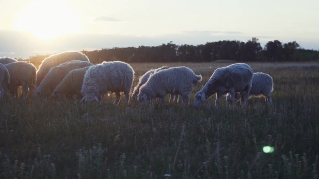 herd of sheep on a farm in the sunset.