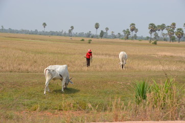 Fototapeta premium cambodia nature