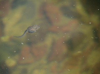 水の中を泳ぐオタマジャクシ